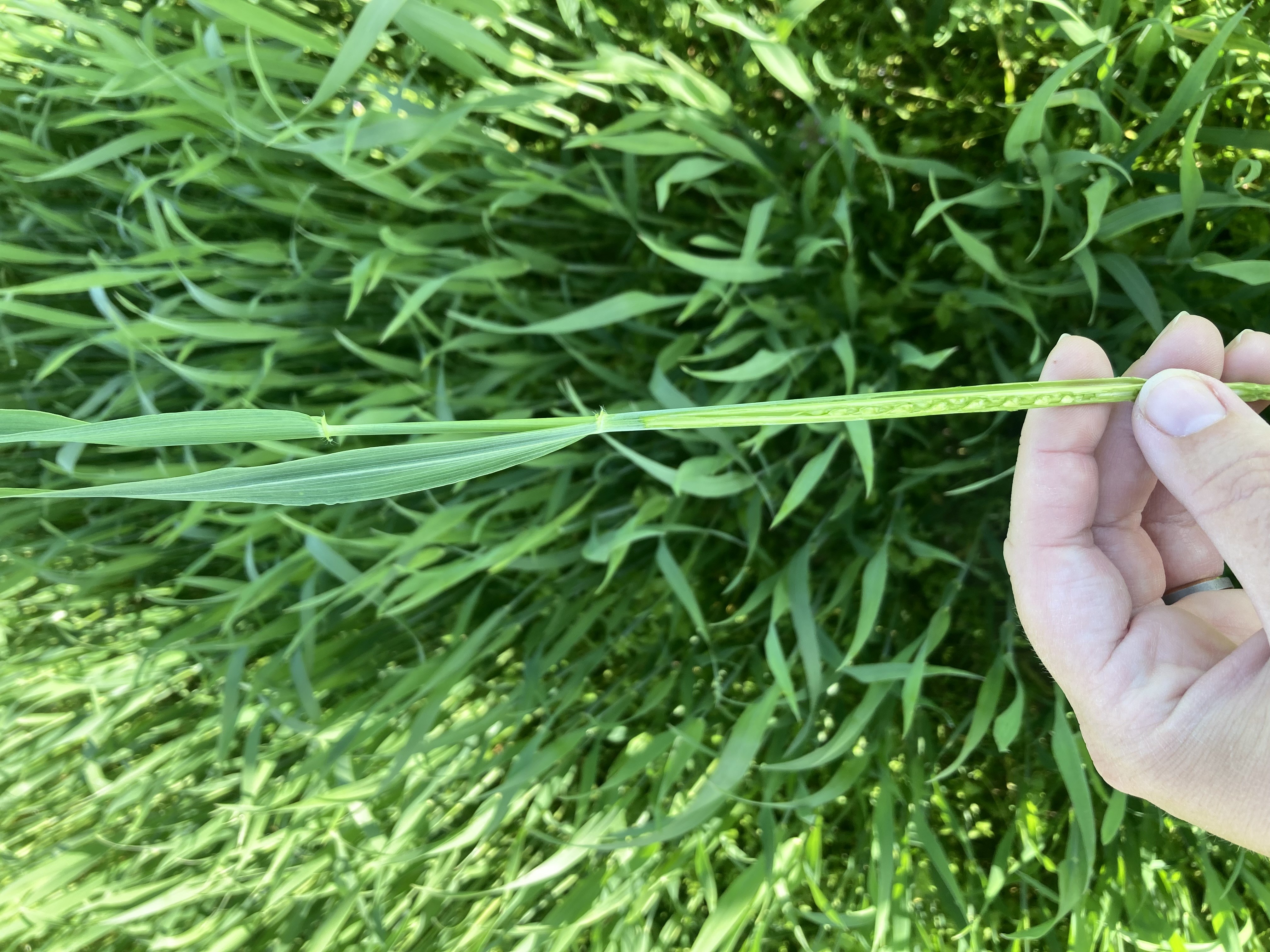 25 Wheat spikelets.jpg